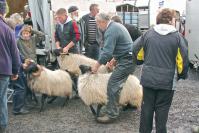Sheep Show: Getting ready for a class at the Achill Sheep Show in Co. Mayo